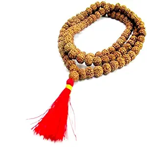 ShivaRatna 6 Mukhi Rudraksha