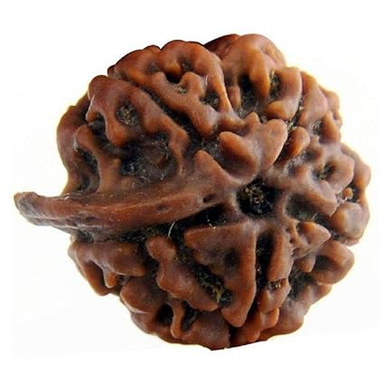 ShivaRatna Ganesh Rudraksha Nepal (Lab Certified Hand Picked Premium Bead) with Clear Trunk