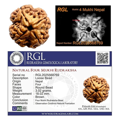 ShivaRatna 4 Mukhi X Ray Certified Rudraksha Bead - Nepal Origin - Hand Picked